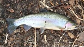 Vermont Is Stocking a New Strain of Rainbow Trout That Could Prove Hardier, Environment, Seven Days